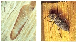Termites souterrains